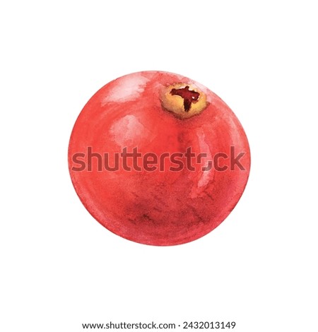 Cranberry berry pomegranate watercolor drawing. Juicy delisious fruit summer illustration. Sweet sour vitamin aquarelle picture isolated lingonberry white background. Red cowberry dessert decoration
