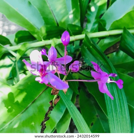 Orchid Indigo Fresh Flower Natural Closeup Picture in a Garden in Sri Lanka