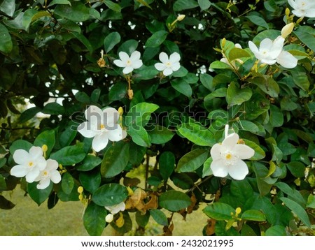 This photo captures the beauty of blooming white Wrightia antidysenterica flowers in the morning sunlight. The gentle morning light enhances the natural charm of these flowers
