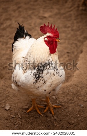 Rooster
Chicken picture animals wildlife