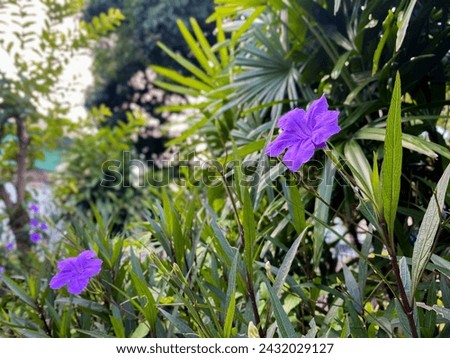 Beautiful purple flower with green leaves around it
