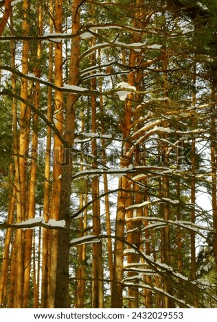 Coniferous pine trees in the snowy mixed forest growing in countryside. Winter landscape in the daytime. Cold frosty weather. Beauty of nature.