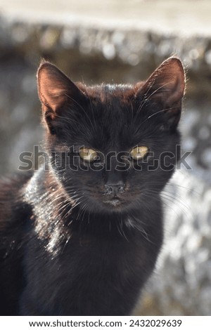 Portrait of a black cat. Close up of a black cat outside