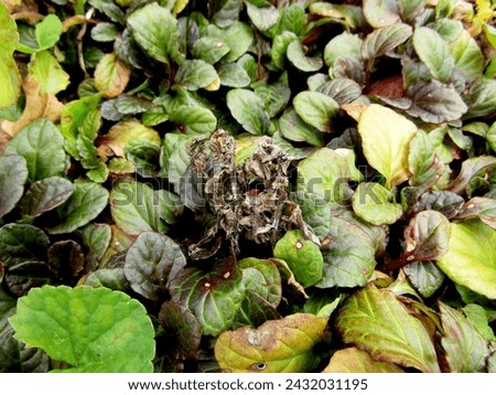 Dark Purple Bugle (Ajuga reptans 'Atropurpurea'). Striking purplish leaves and blue flower spikes, low-maintenance. It ideal for covering large areas and suppressing weeds.                             Royalty-Free Stock Photo #2432031195