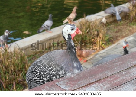 Photo of a helmeted guinea fowl with a blurred pond and pigeon background