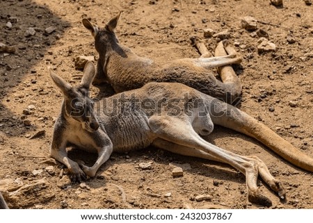Two kangaroos lying on the sand