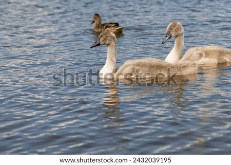grey chicks of the white sibilant swan with grey down, young small swans with adult swans parents Royalty-Free Stock Photo #2432039195