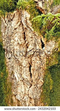 The tree's surface has deteriorated and the wood has dried out, rough, and streaked. It has artistic charm that conveys the beautiful wonders of nature. Can be used as a background image.