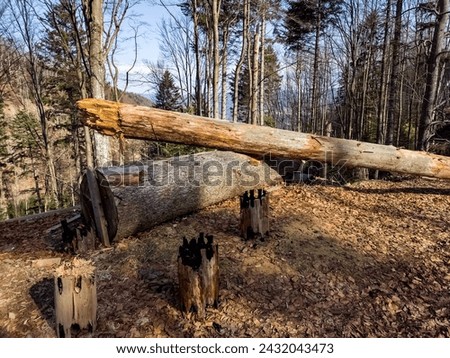 The tactile appeal of freshly cut wood. A harsh reminder of the illegal logging that plagues the Ukrainian Carpathians in the context of the Russian-Ukrainian conflict