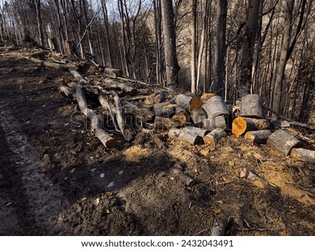 The tactile appeal of freshly cut wood. A harsh reminder of the illegal logging that plagues the Ukrainian Carpathians in the context of the Russian-Ukrainian conflict