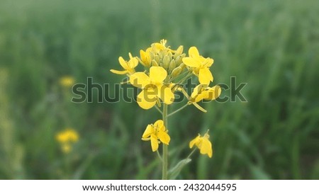A Beautiful Flower of Olive. A Yellow Flower 