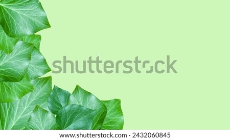 Fresh green leaves on a light green background. Free space for text and images