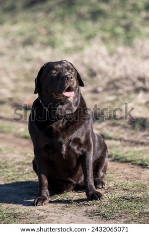 A very rare Brown Labrador sits on a walking path and poses for a photographer.
