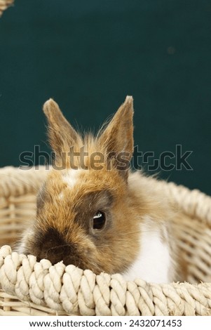 Cute dwarf bunny sitting in basket