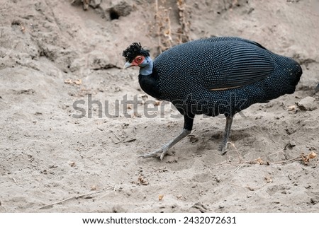 Crested Guineafowl foraging on the ground in Tanzania, portrait Royalty-Free Stock Photo #2432072631