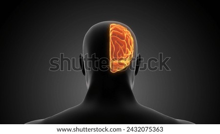 Human Half Brain Medical Animation 3d illustration