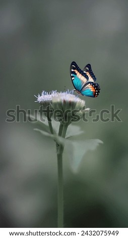 Butterfly and flower, Green background.A male butterfly of Delias eucharis, know as the common Jezebel butterfly or the Indian Jezebel feeding on the flower plant in a soft blurry background, A nice 
