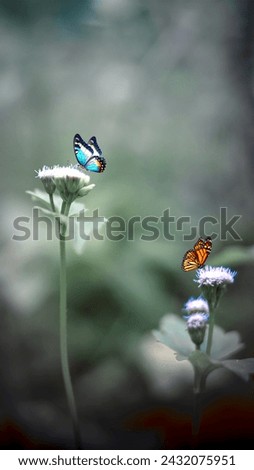 Butterfly and flower, Green background.A male butterfly of Delias eucharis, know as the common Jezebel butterfly or the Indian Jezebel feeding on the flower plant in a soft blurry background, A nice 