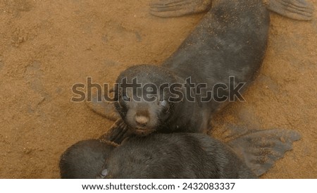 Cape cross fur seal colony Arctocephalus pusillus in Namibia on Skeleton Coast : adorable seal pups hiding under guardrail waiting for their mother to come back