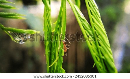 Red ants climbing green plant branch on blurred nature background