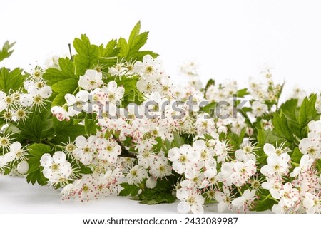 Common hawthorn branch with tiny white flowers in the spring isolate on white background. Crataegus monogyna, oneseed hawthorn, single-seeded hawthorn Royalty-Free Stock Photo #2432089987