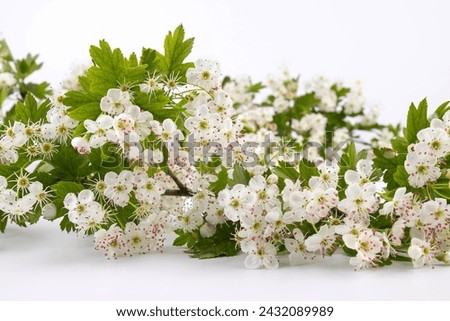 Common hawthorn branch with tiny white flowers in the spring isolate on white background. Crataegus monogyna, oneseed hawthorn, single-seeded hawthorn Royalty-Free Stock Photo #2432089989