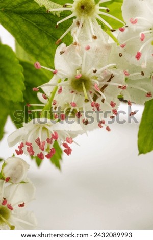 Common hawthorn branch with tiny white flowers in the spring isolate on white background. Crataegus monogyna, oneseed hawthorn, single-seeded hawthorn Royalty-Free Stock Photo #2432089993