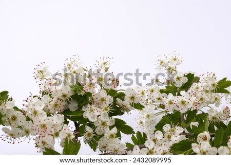 Common hawthorn branch with tiny white flowers in the spring isolate on white background. Crataegus monogyna, oneseed hawthorn, single-seeded hawthorn Royalty-Free Stock Photo #2432089995