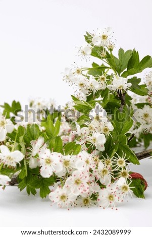 Common hawthorn branch with tiny white flowers in the spring isolate on white background. Crataegus monogyna, oneseed hawthorn, single-seeded hawthorn Royalty-Free Stock Photo #2432089999