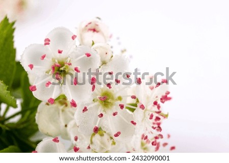 Common hawthorn branch with tiny white flowers in the spring isolate on white background. Crataegus monogyna, oneseed hawthorn, single-seeded hawthorn Royalty-Free Stock Photo #2432090001