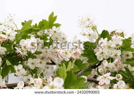 Common hawthorn branch with tiny white flowers in the spring isolate on white background. Crataegus monogyna, oneseed hawthorn, single-seeded hawthorn Royalty-Free Stock Photo #2432090003