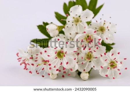 Common hawthorn branch with tiny white flowers in the spring isolate on white background. Crataegus monogyna, oneseed hawthorn, single-seeded hawthorn Royalty-Free Stock Photo #2432090005