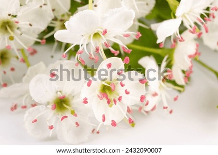 Common hawthorn branch with tiny white flowers in the spring isolate on white background. Crataegus monogyna, oneseed hawthorn, single-seeded hawthorn Royalty-Free Stock Photo #2432090007