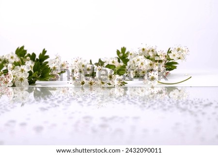 Common hawthorn branch with tiny white flowers in the spring isolate on white background. Crataegus monogyna, oneseed hawthorn, single-seeded hawthorn Royalty-Free Stock Photo #2432090011