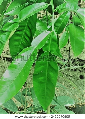Green Color Katha Leaf Plant Medicinal Plant Medicinal Leaf Pictures .natural mango tree pictures .time 5.25 minutes