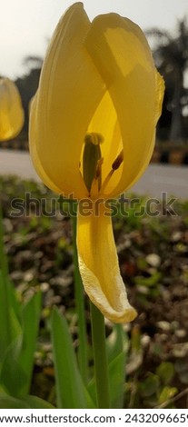 Tulips are perennial bulbous plants belonging to the genus Tulipa in the family Liliaceae. They are renowned for their vibrant and diverse colors, making them popular ornamental flowers in gardens, pa