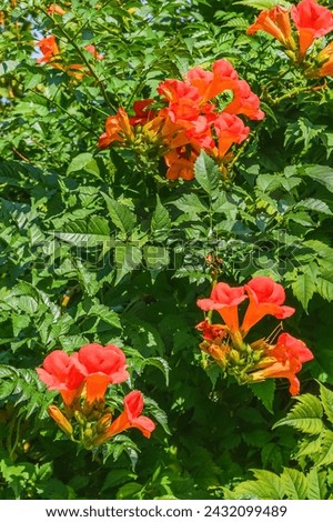 It's a photo of trumpet vine flowers in garden. It's red flower in shadow. It is close up view of a pink flower in shadow park.