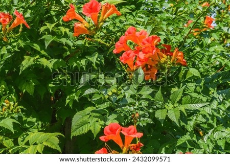 It's a photo of a trumpet vine flowers in garden. It's red flower in shadow. It is close up view of pink flower in shadow park.