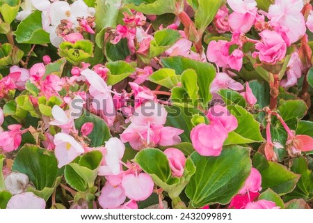 It's photo of pink Begonia flower (Begonia semperflorens). It is close up view of blooming pink flower in the garden. Its view of begonia flower bed in park. It is flower background.