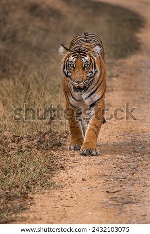 Bengal Tiger - Panthera Tigris tigris, beautiful colored large cat from South Asian forests and woodlands, Nagarahole Tiger Reserve, India. Royalty-Free Stock Photo #2432103075