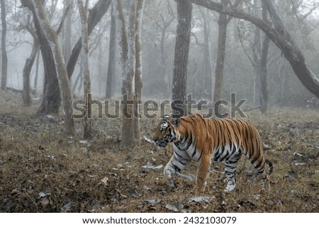 Bengal Tiger - Panthera Tigris tigris, beautiful colored large cat from South Asian forests and woodlands, Nagarahole Tiger Reserve, India. Royalty-Free Stock Photo #2432103079