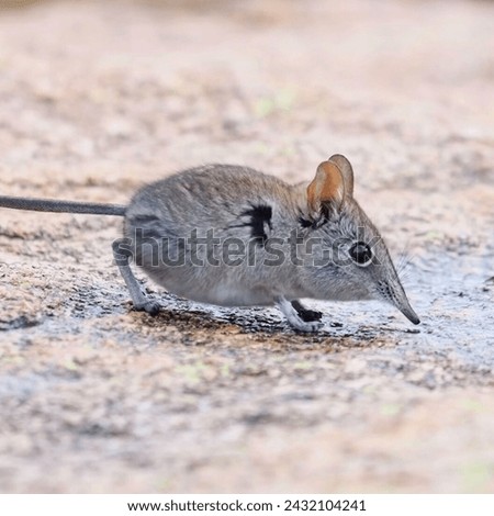 A mouse is a small rodent. Characteristically, mice are known to have a pointed snout, small rounded ears, a body-length scaly tail, and a high breeding rate.