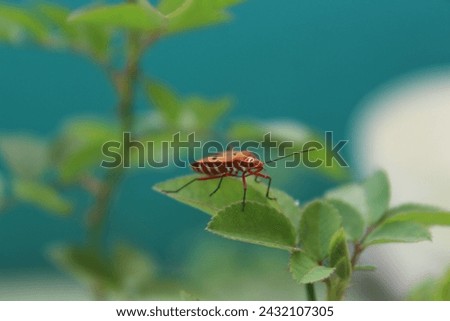 lady bug sitting on a leaf or rose leaf hd image 