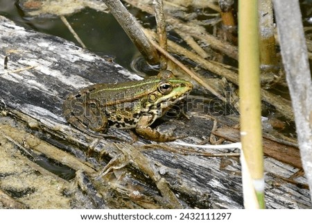 Edible frog, scientific name rana esculenta, taken in Geneva, CH.