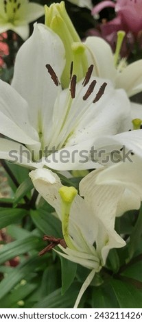 Lilies are striking flowering plants known for their graceful and elegant appearance