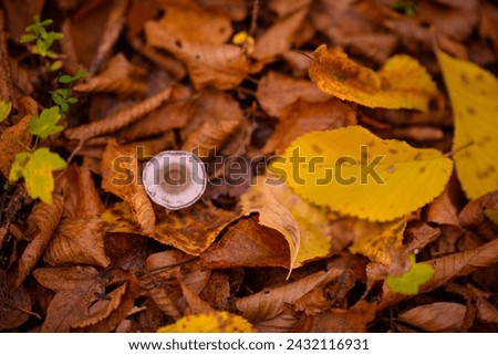 Tiny mushroom growing alone in the forest. A small living organism through the colored leaves in a rainy day during fall season Royalty-Free Stock Photo #2432116931
