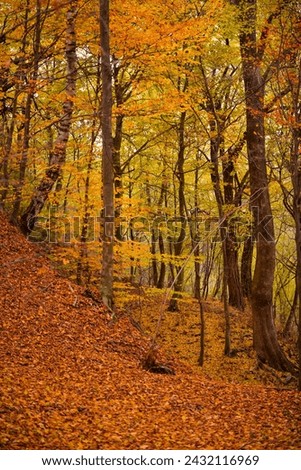 Picturesque autumn landscape far in the wilderness. Vast multicolored forest in sunny weather