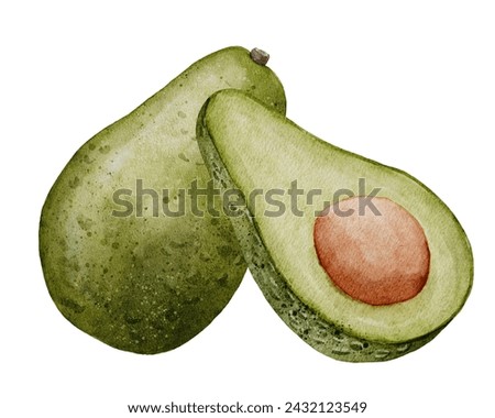Avocado Watercolor illustration. Hand drawn clip art on isolated white background. Drawing of Fruit with a seed. Vegetable botanical painting for food or cosmetic packaging design. Kitchen print.
