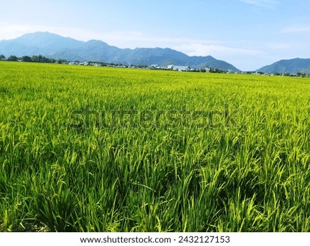 Rice trees are starting to turn yellow in the rice fields