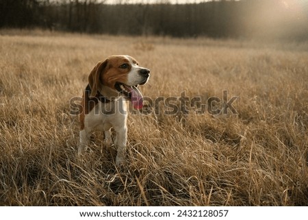 Lovely beagle puppy in yellow grass outdoor,golden hour.Cute dog on walk, nature background outside city. Adorable young doggy. High quality photo